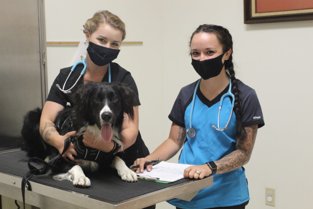 animal care people operating